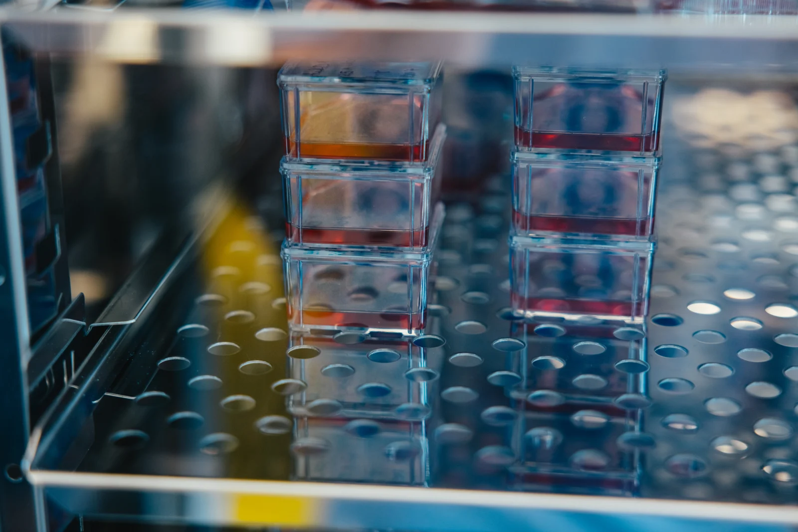 Cell culture flasks inside the laboratory incubator