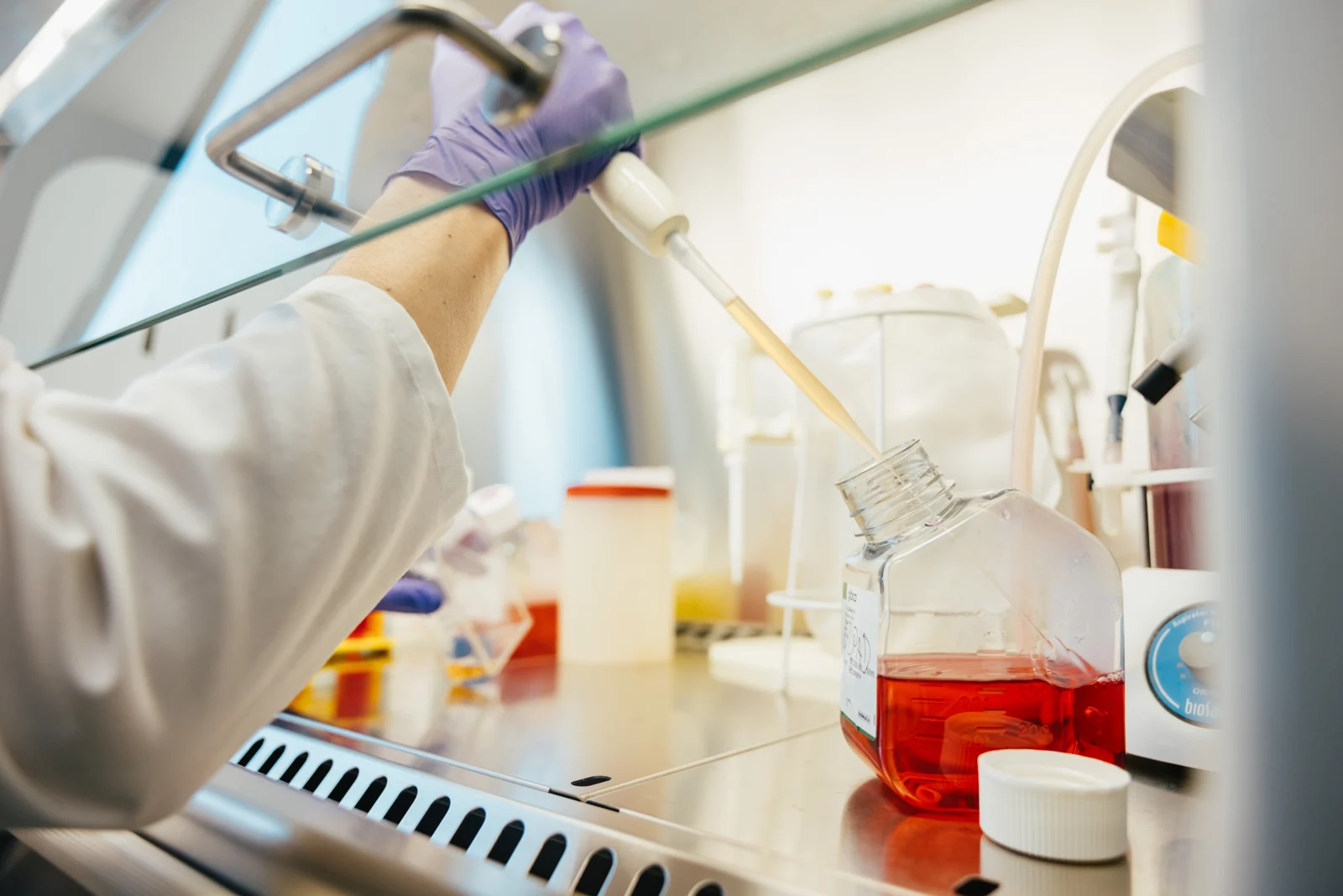 Tumor cell culture work at the Institute of Biomedical Sciences