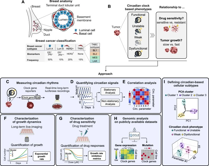 Ector C, et al. (incl. De Landtsheer S). Circadian clock features define novel subtypes among breast cancer cells and shape drug sensitivity. Molecular Systems Biology, 2025.