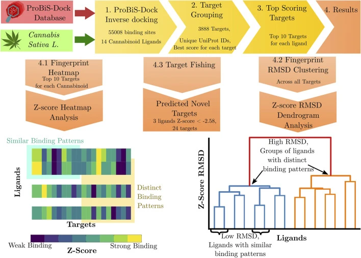 Ravnik V, Jukič M, Furlan V, Maver U, Rožanc J, Bren U. Uncovering the molecular targets of phytocannabinoids: mechanistic insights from inverse molecular docking fingerprint approaches. Frontiers in Pharmacology, 2025.