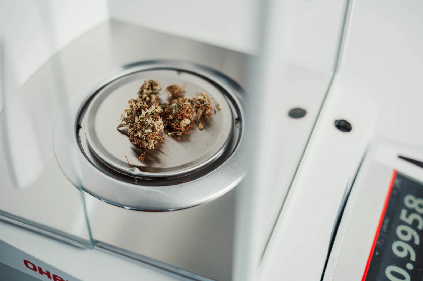 Cannabis flower weighed on an analytical laboratory balance