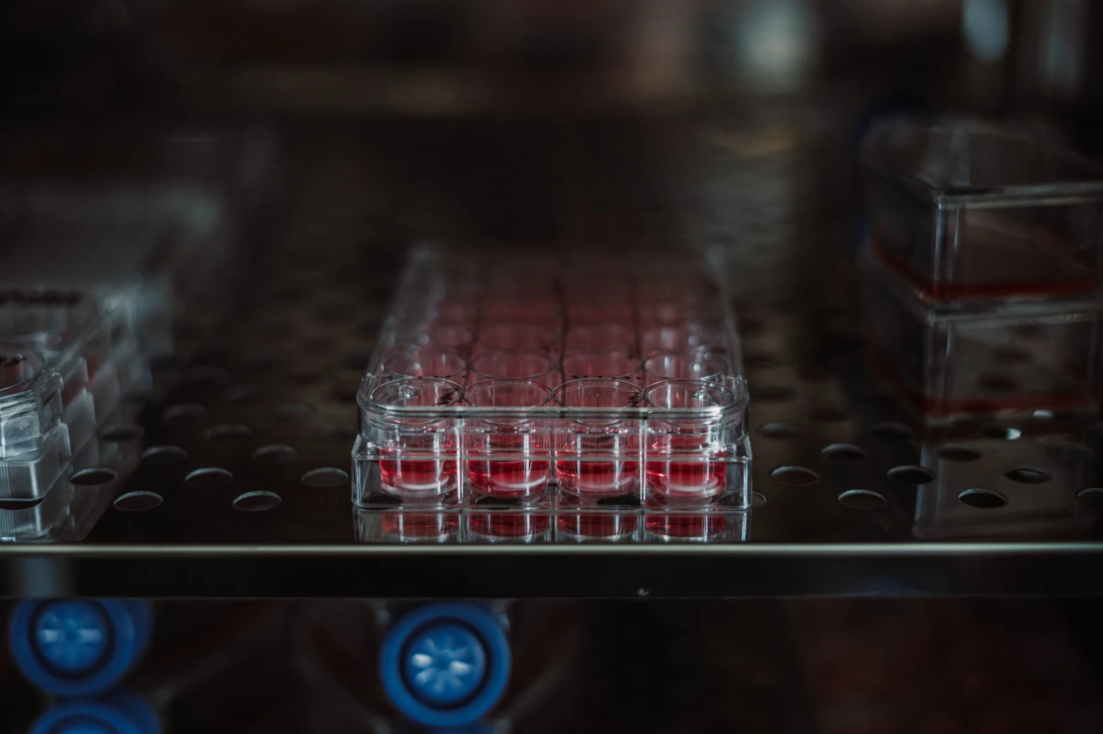 Multiwell cell culture plate inside a laboratory incubator
