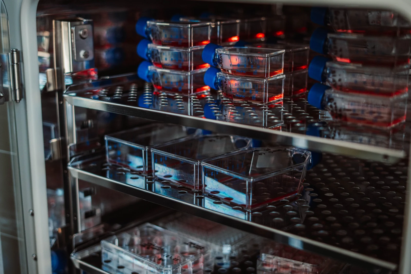 Cell cultures inside a laboratory incubator