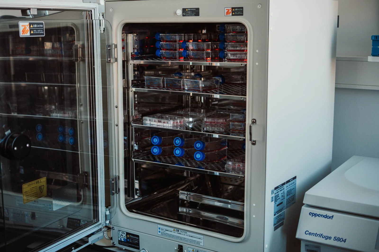Cell cultures in the EndoVia laboratory incubator